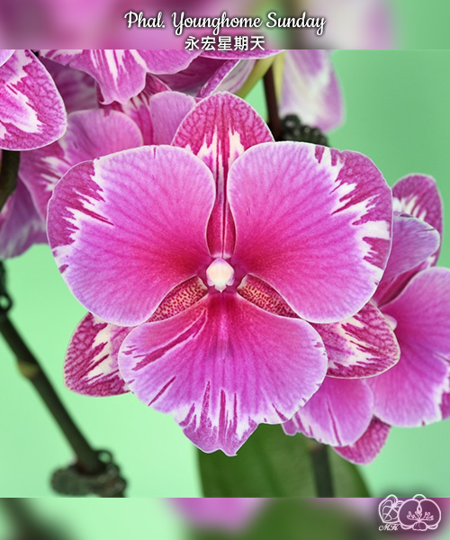 美琪園藝Miki Orchid - 品種詳細頁